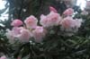 psuedochrysanthum-2 (76-051)